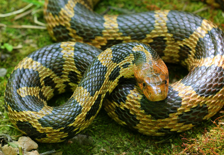 Eastern Fox Snake